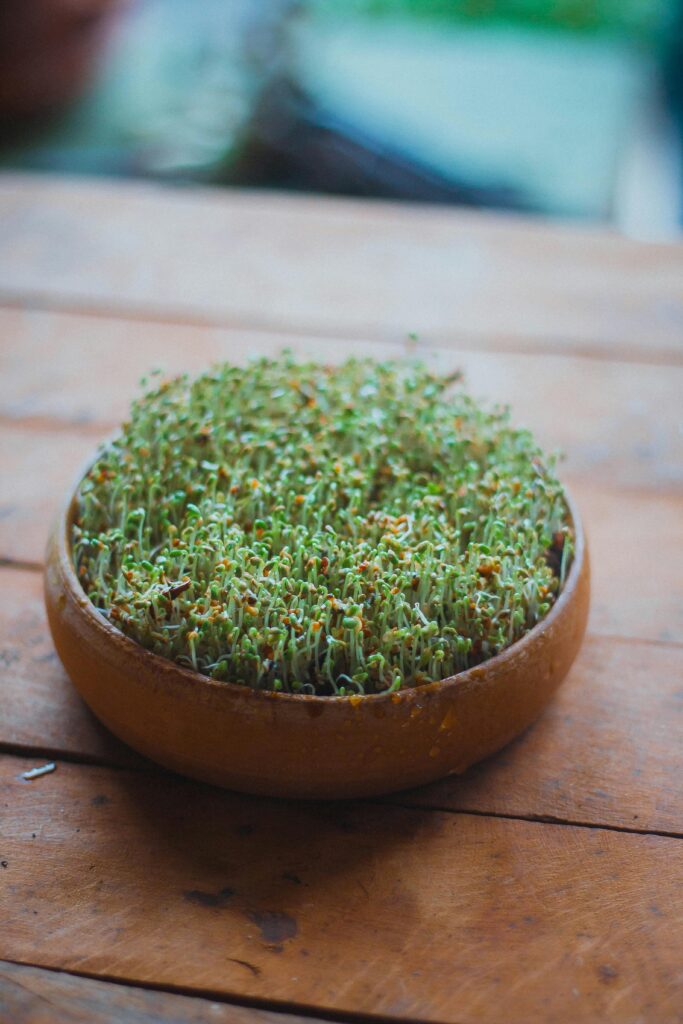 Close-up shot of healthy green microgreens in a wooden pot on a rustic table.