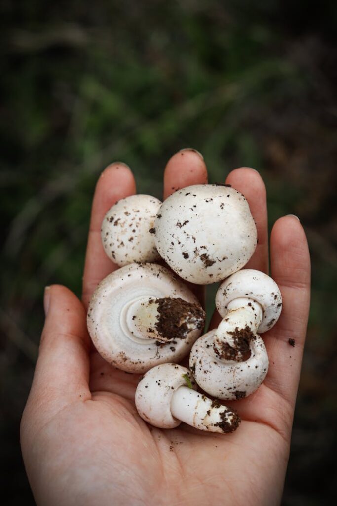 Hand holding freshly picked white mushrooms with soil, portraying a natural harvest theme.
