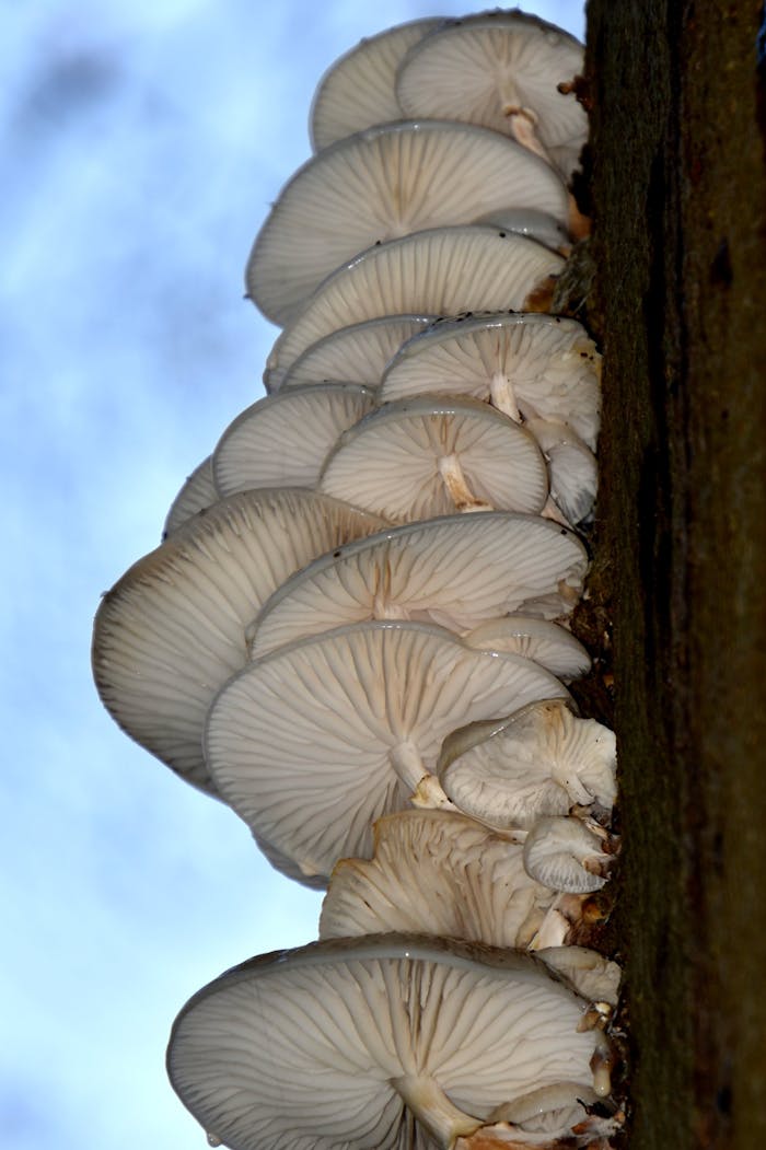 Vertical close-up of oyster mushrooms growing on a tree trunk in natural light.