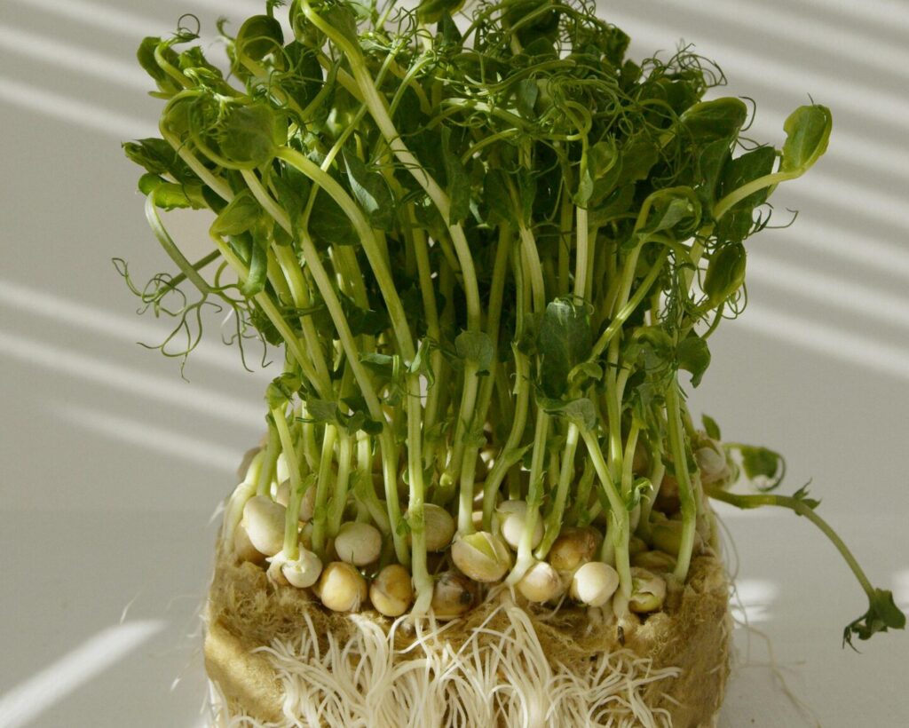 Close-up of fresh organic pea sprouts with roots exposed, illuminated by sunlight and shadows.