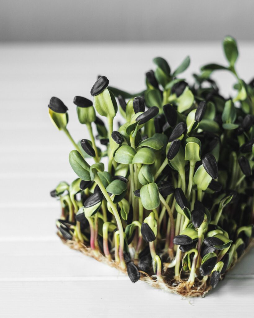 Vibrant sunflower microgreens freshly sprouting on a white table, showcasing their growth and freshness.